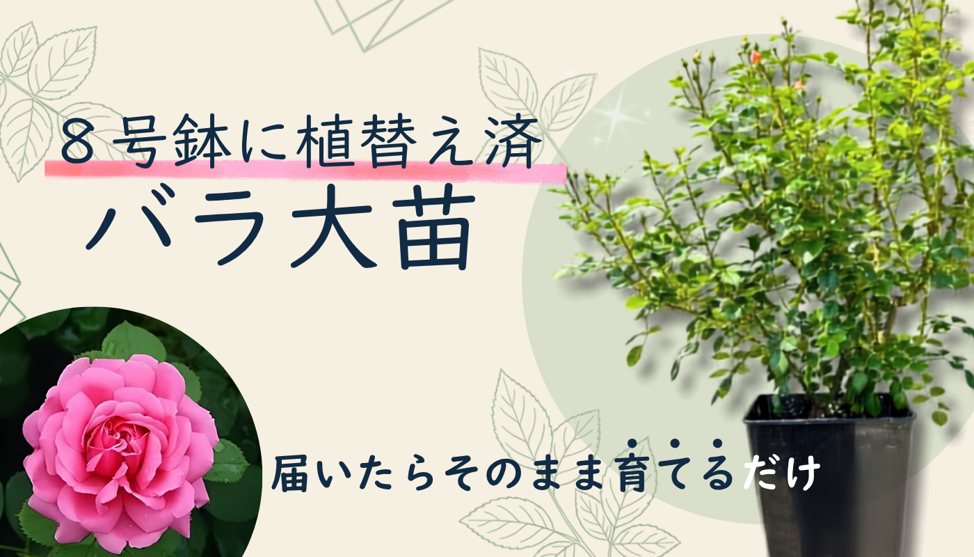 植え替え済み8号鉢